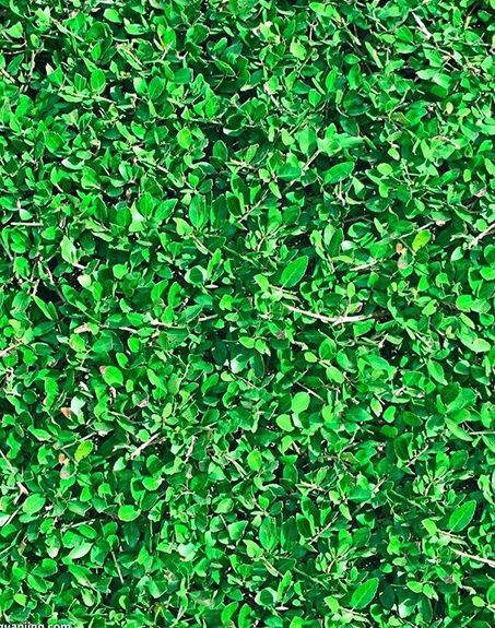 標(biāo)題：地毯草
瀏覽次數(shù)：2825
發(fā)表時(shí)間：2017-11-02