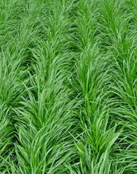 標(biāo)題：多年生黑麥草
瀏覽次數(shù)：2855
發(fā)表時間：2017-11-02