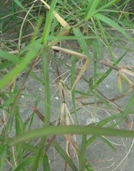 標題：狗牙根
瀏覽次數(shù)：3036
發(fā)表時間：2017-11-02