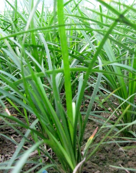 標題:麥冬
瀏覽次數(shù):4330
發(fā)表時間:2017-11-02