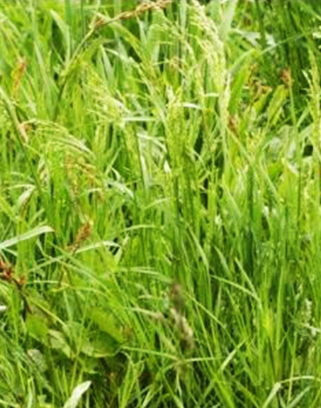 標題：普通早熟禾
瀏覽次數(shù)：4288
發(fā)表時間：2017-11-02