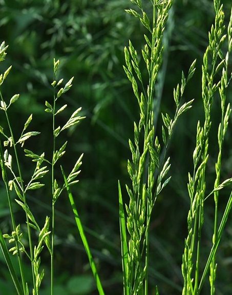 標(biāo)題：葦狀羊茅
瀏覽次數(shù)：3888
發(fā)表時(shí)間：2017-11-02