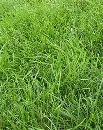 標題：高羊茅
瀏覽次數(shù)：3337
發(fā)表時間：2017-11-02