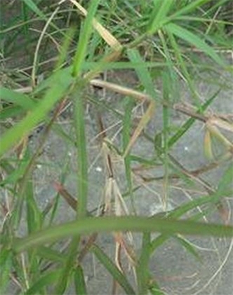 標題：狗牙根
瀏覽次數(shù)：3032
發(fā)表時間：2017-11-02