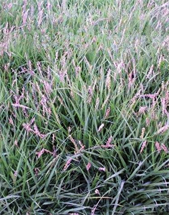 標題：結縷草
瀏覽次數(shù)：4229
發(fā)表時間：2017-11-02