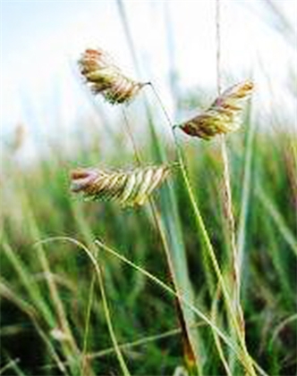 標題：野牛草
瀏覽次數(shù)：3418
發(fā)表時間：2017-11-02