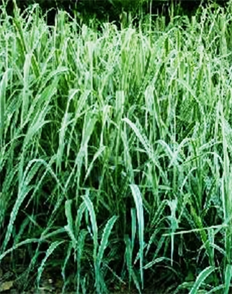 標題：紫羊茅
瀏覽次數(shù)：3572
發(fā)表時間：2017-11-02