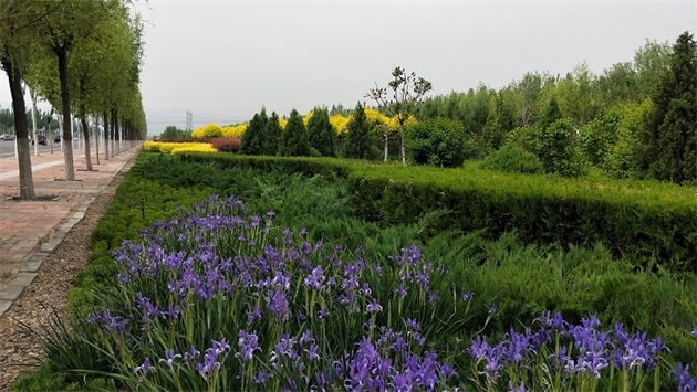 標題：張家口經(jīng)開區(qū)秋季清水河生態(tài)綠廊建
瀏覽次數(shù)：2894
發(fā)表時間：2020-10-16