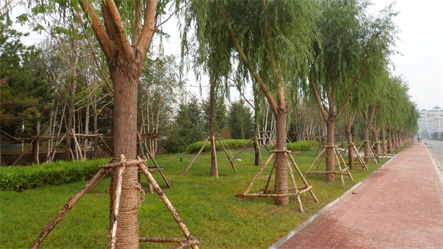 標(biāo)題：通遼市勝利北路道路景觀綠化
瀏覽次數(shù)：2026
發(fā)表時(shí)間：2020-10-16