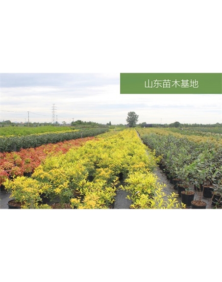 標(biāo)題：苗木基地
瀏覽次數(shù)：2608
發(fā)表時間：2020-10-17