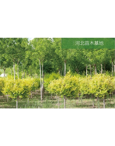 標(biāo)題：苗木基地
瀏覽次數(shù)：2572
發(fā)表時間：2020-10-17