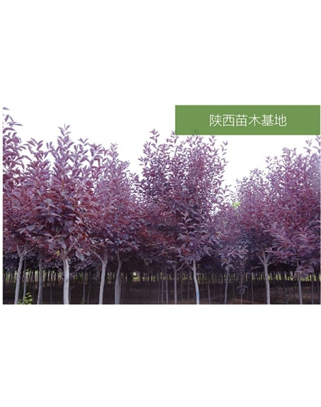 標(biāo)題：苗木基地
瀏覽次數(shù)：2593
發(fā)表時間：2020-10-17