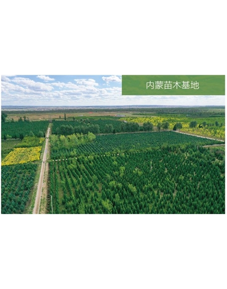 標(biāo)題：苗木基地
瀏覽次數(shù)：2465
發(fā)表時(shí)間：2020-10-17