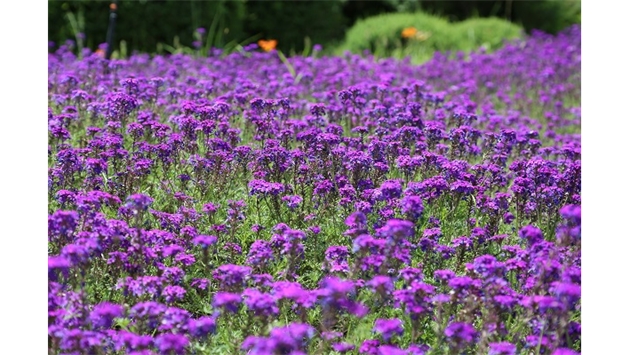 標(biāo)題：烏蘭木倫河景觀(guān)項(xiàng)目
瀏覽次數(shù)：18889
發(fā)表時(shí)間：2020-10-17