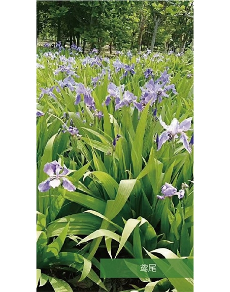 標(biāo)題:地被
瀏覽次數(shù):1903
發(fā)表時(shí)間:2020-10-17