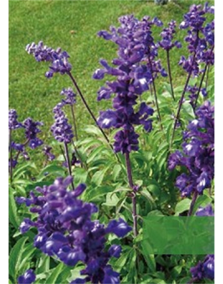 標(biāo)題：地被
瀏覽次數(shù)：1954
發(fā)表時(shí)間：2020-10-17