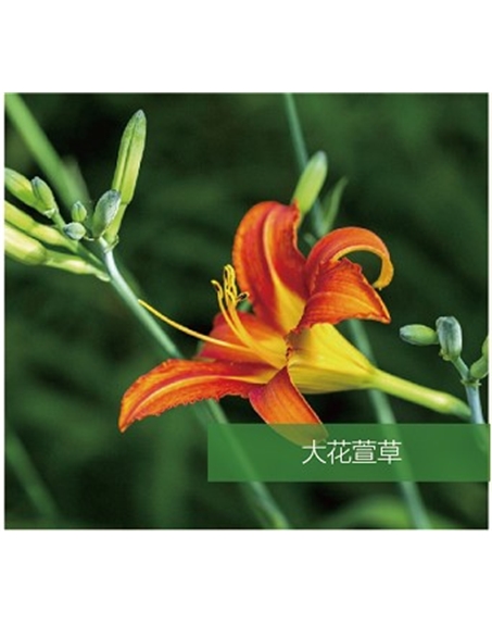 標(biāo)題：地被
瀏覽次數(shù)：1904
發(fā)表時間：2020-10-17