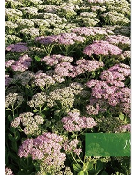 標(biāo)題：地被
瀏覽次數(shù)：1980
發(fā)表時(shí)間：2020-10-17