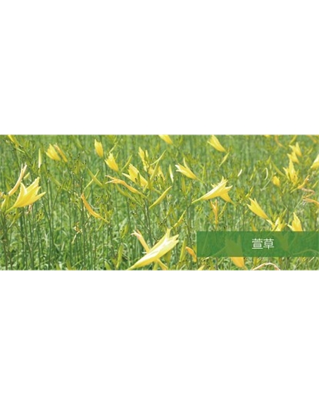 標(biāo)題：地被
瀏覽次數(shù)：2017
發(fā)表時間：2020-10-17