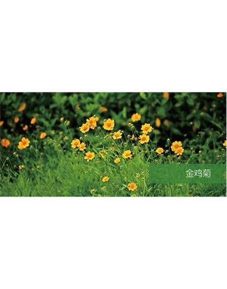 標(biāo)題：地被
瀏覽次數(shù)：2328
發(fā)表時(shí)間：2020-10-17