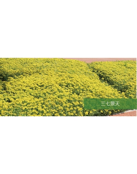 標(biāo)題：地被
瀏覽次數(shù)：2406
發(fā)表時(shí)間：2020-10-17