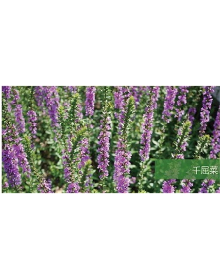 標(biāo)題：地被
瀏覽次數(shù)：2290
發(fā)表時(shí)間：2020-10-17