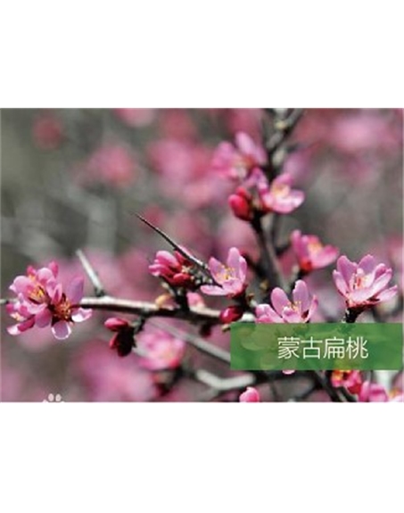 標(biāo)題:名貴樹(shù)種
瀏覽次數(shù):1851
發(fā)表時(shí)間:2020-10-17