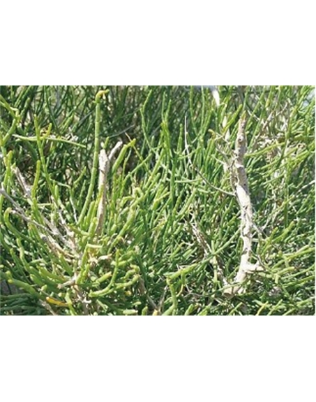 標(biāo)題：名貴樹種
瀏覽次數(shù)：2027
發(fā)表時(shí)間：2020-10-17