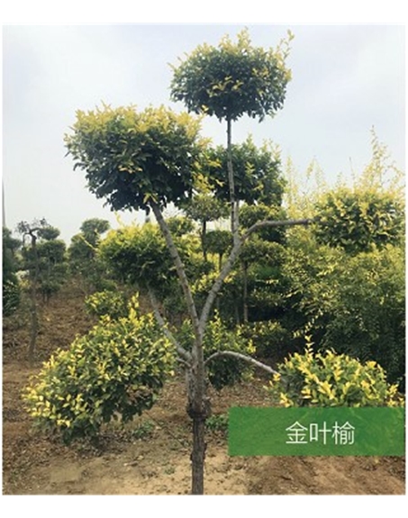 標(biāo)題：名貴樹種
瀏覽次數(shù)：1905
發(fā)表時(shí)間：2020-10-17