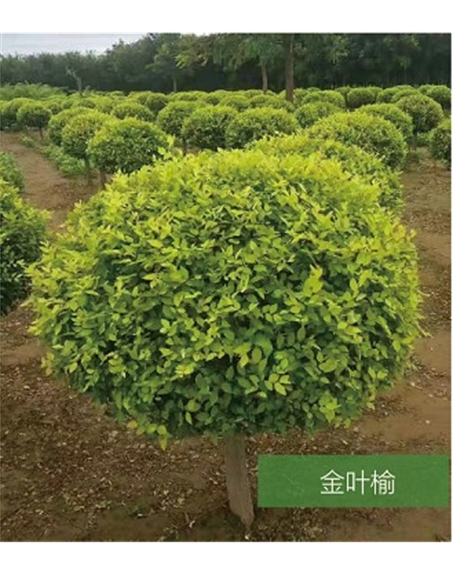 標題：名貴樹種
瀏覽次數(shù)：1880
發(fā)表時間：2020-10-17