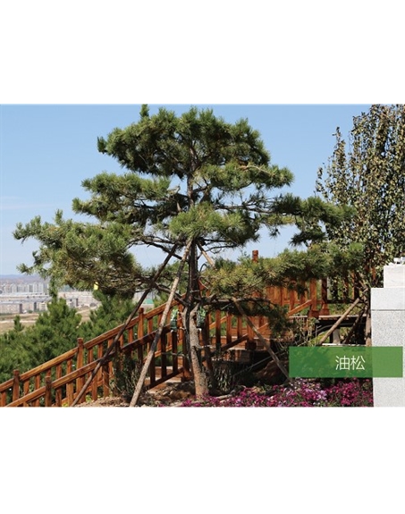 標(biāo)題：名貴樹(shù)種
瀏覽次數(shù)：1857
發(fā)表時(shí)間：2020-10-17