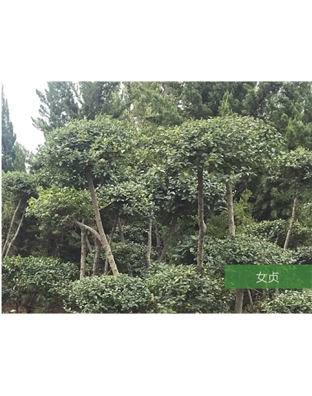 標題：名貴樹種
瀏覽次數(shù)：1817
發(fā)表時間：2020-10-17