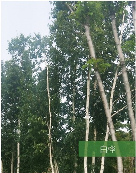 標(biāo)題：名貴樹種
瀏覽次數(shù)：1957
發(fā)表時(shí)間：2020-10-17