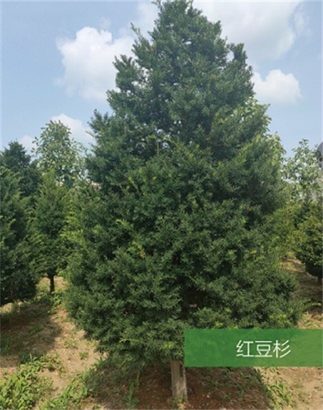 標(biāo)題：名貴樹(shù)種
瀏覽次數(shù)：2335
發(fā)表時(shí)間：2020-10-17