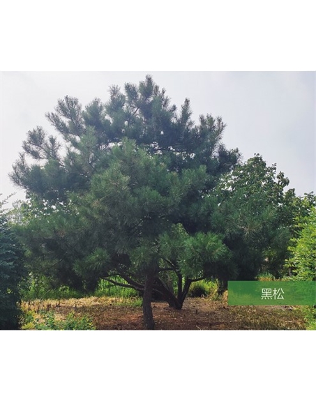 標(biāo)題：名貴樹種
瀏覽次數(shù)：2515
發(fā)表時間：2020-10-17