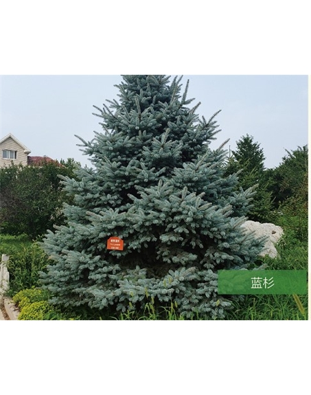 標題：名貴樹種
瀏覽次數(shù)：2419
發(fā)表時間：2020-10-17