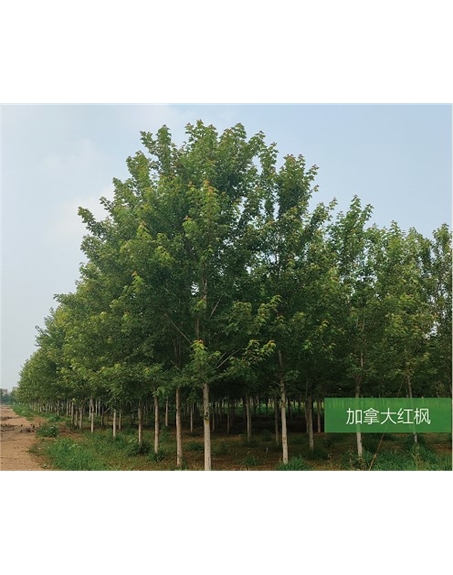 標(biāo)題：名貴樹(shù)種
瀏覽次數(shù)：2207
發(fā)表時(shí)間：2020-10-17