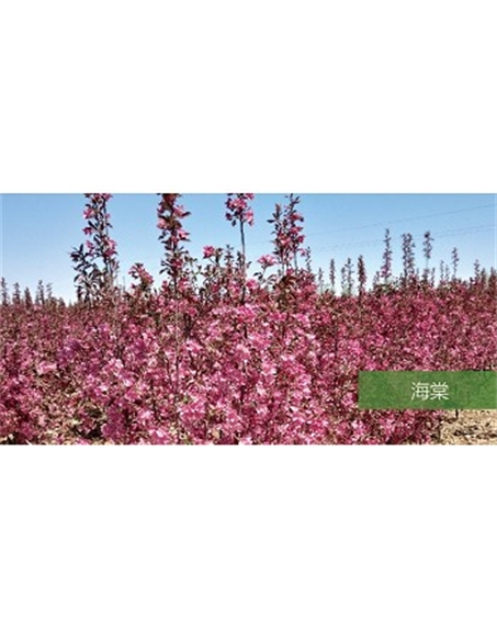 標(biāo)題：?jiǎn)坦嗄?瀏覽次數(shù)：1966
發(fā)表時(shí)間：2020-10-17