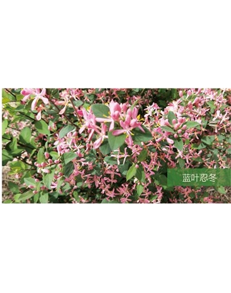 標(biāo)題:?jiǎn)坦嗄?瀏覽次數(shù):1803
發(fā)表時(shí)間:2020-10-17