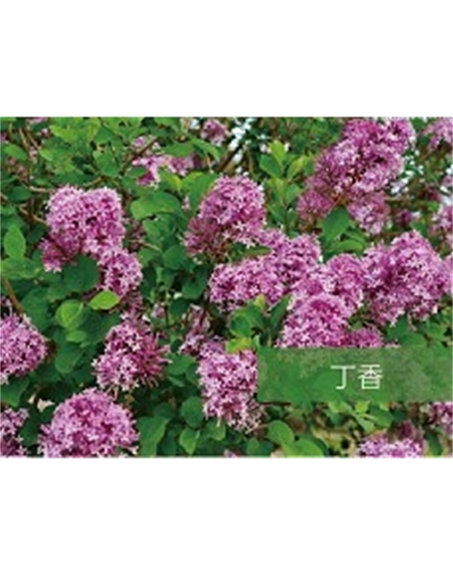 標(biāo)題：?jiǎn)坦嗄?瀏覽次數(shù)：1776
發(fā)表時(shí)間：2020-10-17