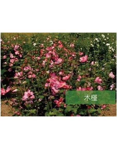 標(biāo)題:?jiǎn)坦嗄?瀏覽次數(shù):1977
發(fā)表時(shí)間:2020-10-17