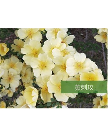 標(biāo)題：?jiǎn)坦嗄?瀏覽次數(shù)：1844
發(fā)表時(shí)間：2020-10-17