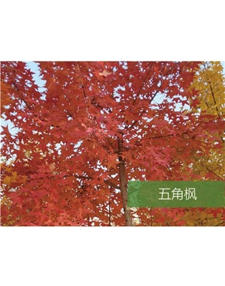 標題：喬灌木
瀏覽次數(shù)：1939
發(fā)表時間：2020-10-17