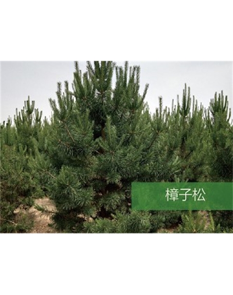 標(biāo)題:?jiǎn)坦嗄?瀏覽次數(shù):1973
發(fā)表時(shí)間:2020-10-17