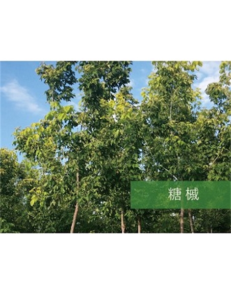 標(biāo)題：喬灌木
瀏覽次數(shù)：2607
發(fā)表時間：2020-10-17