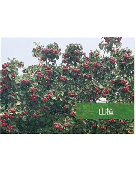 標(biāo)題：喬灌木
瀏覽次數(shù)：2523
發(fā)表時間：2020-10-17