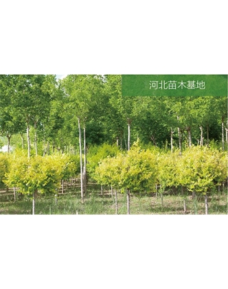 標(biāo)題：苗木基地
瀏覽次數(shù)：2573
發(fā)表時(shí)間：2020-10-17