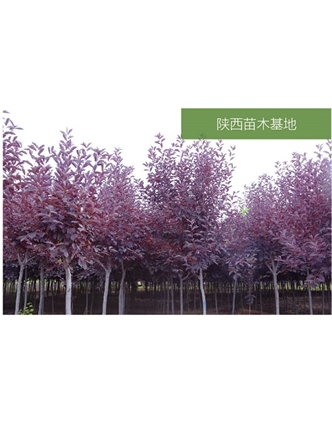 標(biāo)題：苗木基地
瀏覽次數(shù)：2593
發(fā)表時(shí)間：2020-10-17