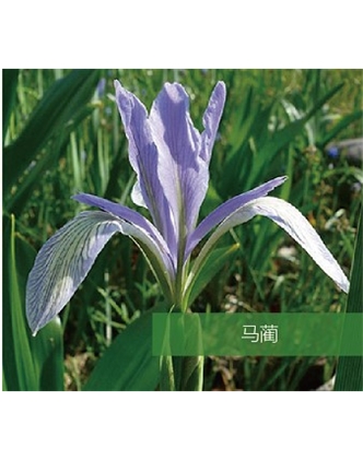 標題：地被
瀏覽次數(shù)：1929
發(fā)表時間：2020-10-17