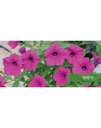 標題：地被
瀏覽次數(shù)：2429
發(fā)表時間：2020-10-17